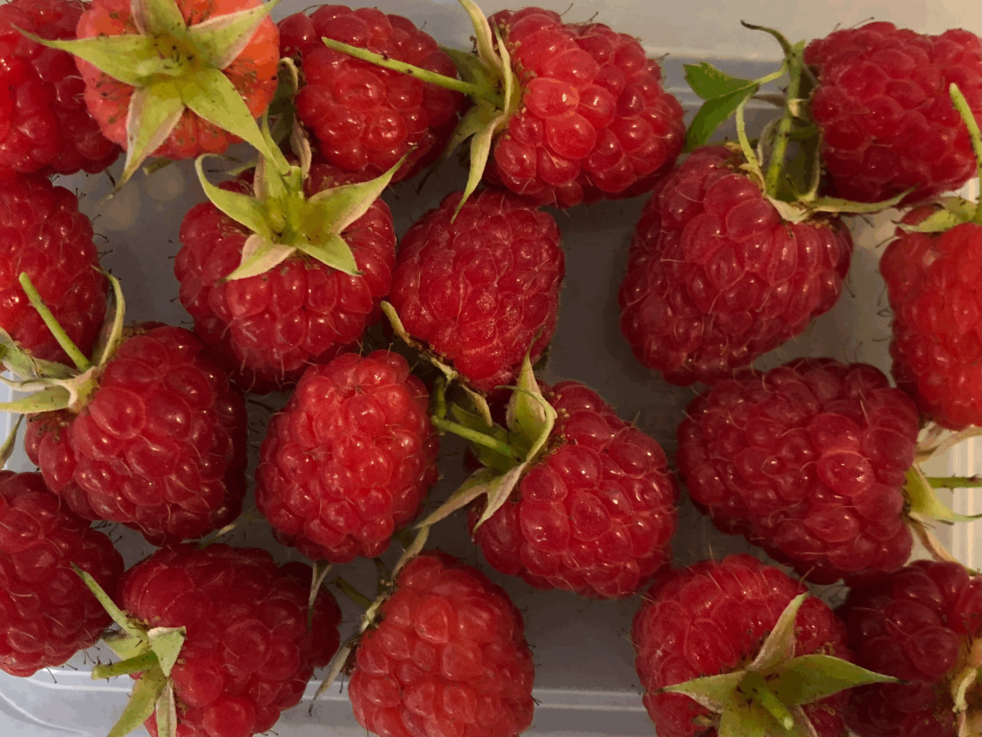 Fruitboog