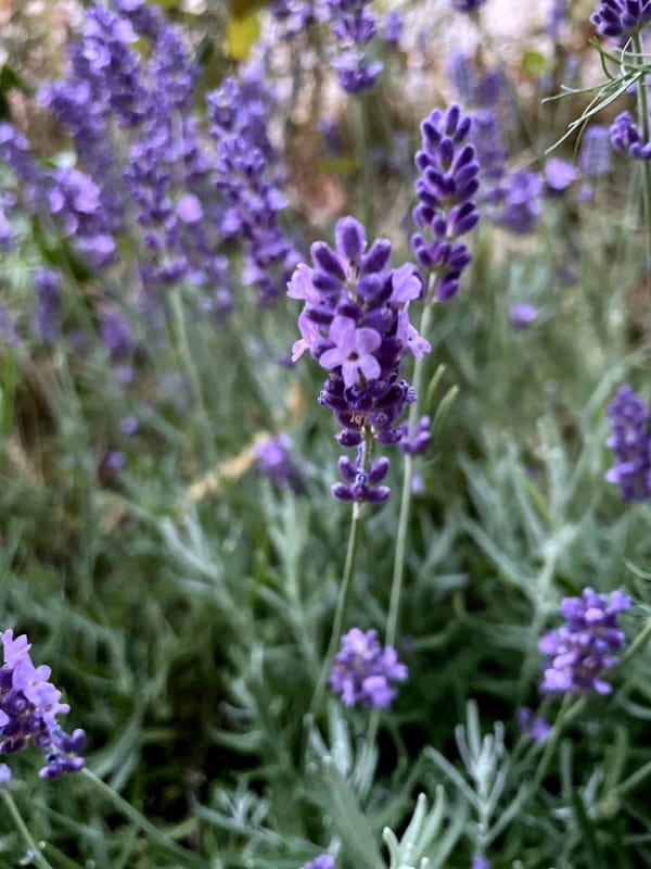 Lavendel leren waarderen