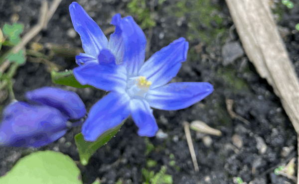 Bloemen van de bloeiboog