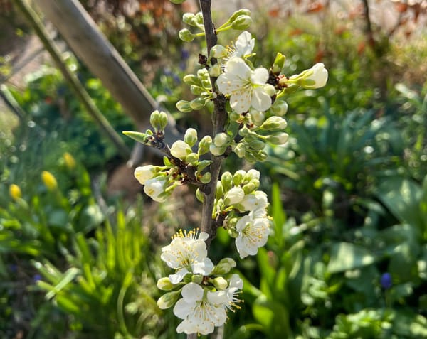De lente is begonnen